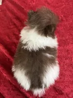 Bo, a male Pomeranian for sale in Lamar, MO – Photo 5 of 5