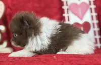 Bo, a male Pomeranian for sale in Lamar, MO – Photo 3 of 5