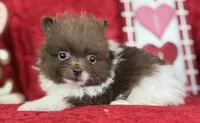 Bo, a male Pomeranian for sale in Lamar, MO – Photo 2 of 5