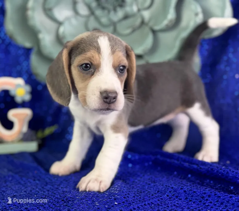 Parker – Beagle puppy for sale in Lamar, MO