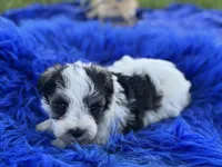 Bunny, a female Miniature Schnauzer for sale in Lamar, MO – 4 of 7