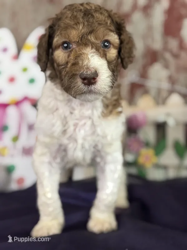 Darla – Poodle - Multi-Colored Standard, Poodle - Standard  puppy for sale in Lamar, MO
