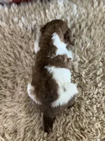 Darla, a female Poodle - Multi-Colored Standard and Poodle - Standard  for sale in Lamar, MO – Photo 4 of 4