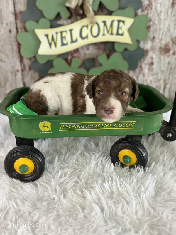Darla – Poodle - Multi-Colored Standard, Poodle - Standard  puppy for sale in Lamar, MO