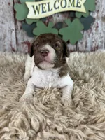 Darla, a female Poodle - Multi-Colored Standard and Poodle - Standard  for sale in Lamar, MO – Photo 3 of 4