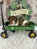 Darla, a female Poodle - Multi-Colored Standard and Poodle - Standard  for sale in Lamar, MO – Photo 1 of 4