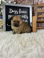 Sissi, a female Pomeranian for sale in Lamar, MO – 2 of 4