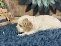 Juno, a male Cocker Spaniel for sale in Lamar, MO – 4 of 6