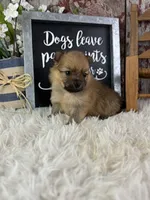 Sissi, a female Pomeranian for sale in Lamar, MO – 4 of 4
