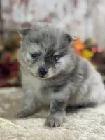 Cypress, a female Pomeranian for sale in Lamar, MO – 4 of 8