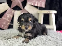 Levi, a male Miniature Aussiedoodle for sale in Lamar, MO – 2 of 7