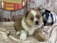 Sunny, a male Pomeranian for sale in Lamar, MO – 2 of 7