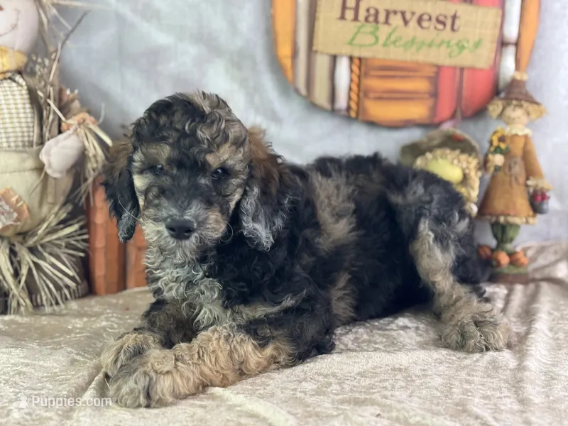 Dozer – Poodle - Standard  puppy for sale in Lamar, MO