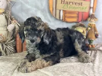 Dozer, a male Poodle - Standard  for sale in Lamar, MO – 1 of 7