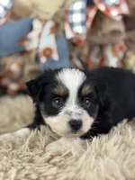 Blaze, a male Toy Australian Shepherd for sale in Lamar, MO – 5 of 5