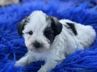 Bessie, a female Miniature Schnauzer for sale in Lamar, MO – 4 of 7