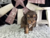 Linox, a male Miniature Aussiedoodle for sale in Lamar, MO – 4 of 6