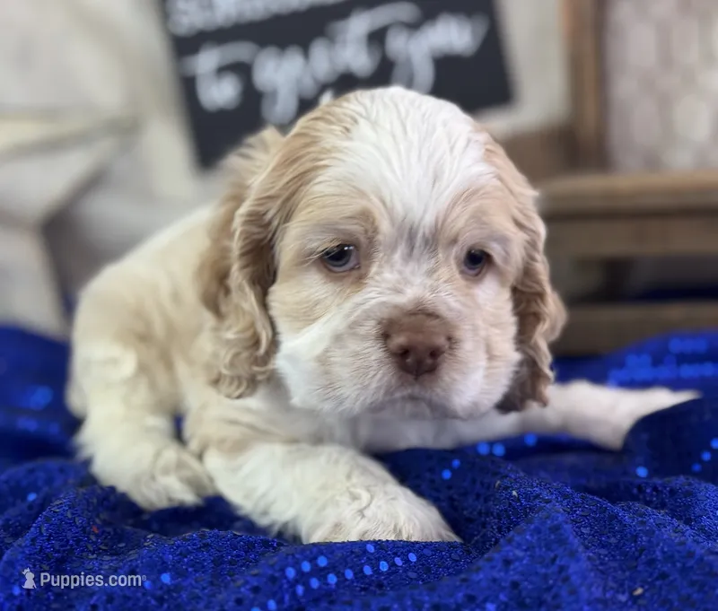 Jax – Cocker Spaniel puppy for sale in Lamar, MO