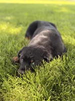 Danger, a male Rottweiler for sale in Lamar, MO – 5 of 8