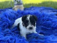 Bliss, a female Miniature Schnauzer for sale in Lamar, MO – 6 of 7