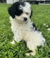 Lauren, a female Miniature Aussiedoodle for sale in Lamar, MO – 7 of 7