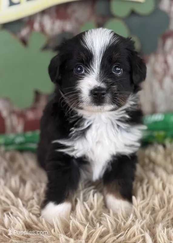 Jackie, a female Toy Australian Shepherd for sale in Lamar, MO – Photo 1 of 6