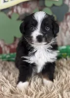 Jackie, a female Toy Australian Shepherd for sale in Lamar, MO – Photo 1 of 6