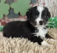 Jackie, a female Toy Australian Shepherd for sale in Lamar, MO – Photo 5 of 6