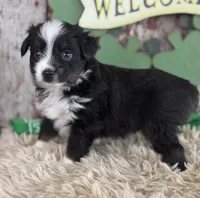 Jackie, a female Toy Australian Shepherd for sale in Lamar, MO – Photo 6 of 6