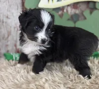 Jackie, a female Toy Australian Shepherd for sale in Lamar, MO – Photo 3 of 6