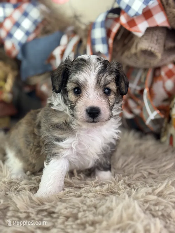 Skippy – Miniature Aussiedoodle puppy for sale in Lamar, MO