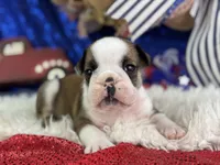 Webber, a male English Bulldog for sale in Lamar, MO – 2 of 6