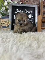 Stiffler, a male Pomeranian for sale in Lamar, MO – 3 of 4