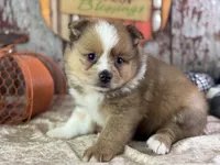Sunny, a male Pomeranian for sale in Lamar, MO – 5 of 7