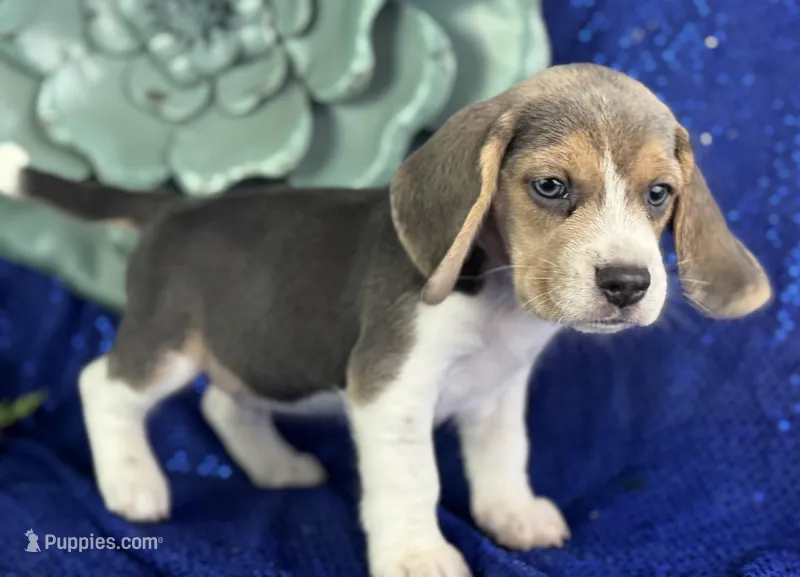 Paul – Beagle puppy for sale in Lamar, MO
