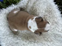 Webber, a male English Bulldog for sale in Lamar, MO – 7 of 7