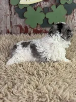 Cassie, a female Aussiedoodle for sale in Lamar, MO – Photo 3 of 4