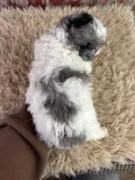 Cassie, a female Aussiedoodle for sale in Lamar, MO – Photo 4 of 4