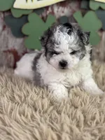 Cassie, a female Aussiedoodle for sale in Lamar, MO – Photo 1 of 4