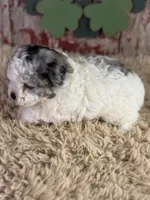 Cassie, a female Aussiedoodle for sale in Lamar, MO – Photo 2 of 4