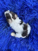 Brit, a female Miniature Schnauzer for sale in Lamar, MO – 7 of 7