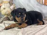 Dotty, a female Rottweiler for sale in Lamar, MO – 4 of 4