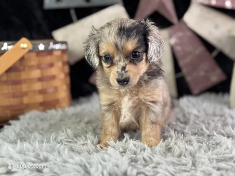 Lessa – Miniature Aussiedoodle puppy for sale in Lamar, MO