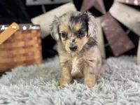 Lessa, a female Miniature Aussiedoodle for sale in Lamar, MO – 1 of 8