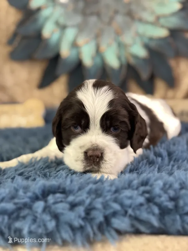 Jagger – Cocker Spaniel puppy for sale in Lamar, MO