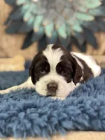 Jagger, a male Cocker Spaniel for sale in Lamar, MO – 1 of 6