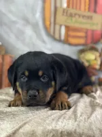 Donner, a male Rottweiler for sale in Lamar, MO – 3 of 4