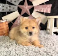 Alvin, a male Pomeranian for sale in Lamar, MO – 5 of 8