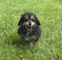 Lexis, a female Miniature Aussiedoodle for sale in Lamar, MO – 2 of 4