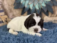 Jagger, a male Cocker Spaniel for sale in Lamar, MO – 5 of 6